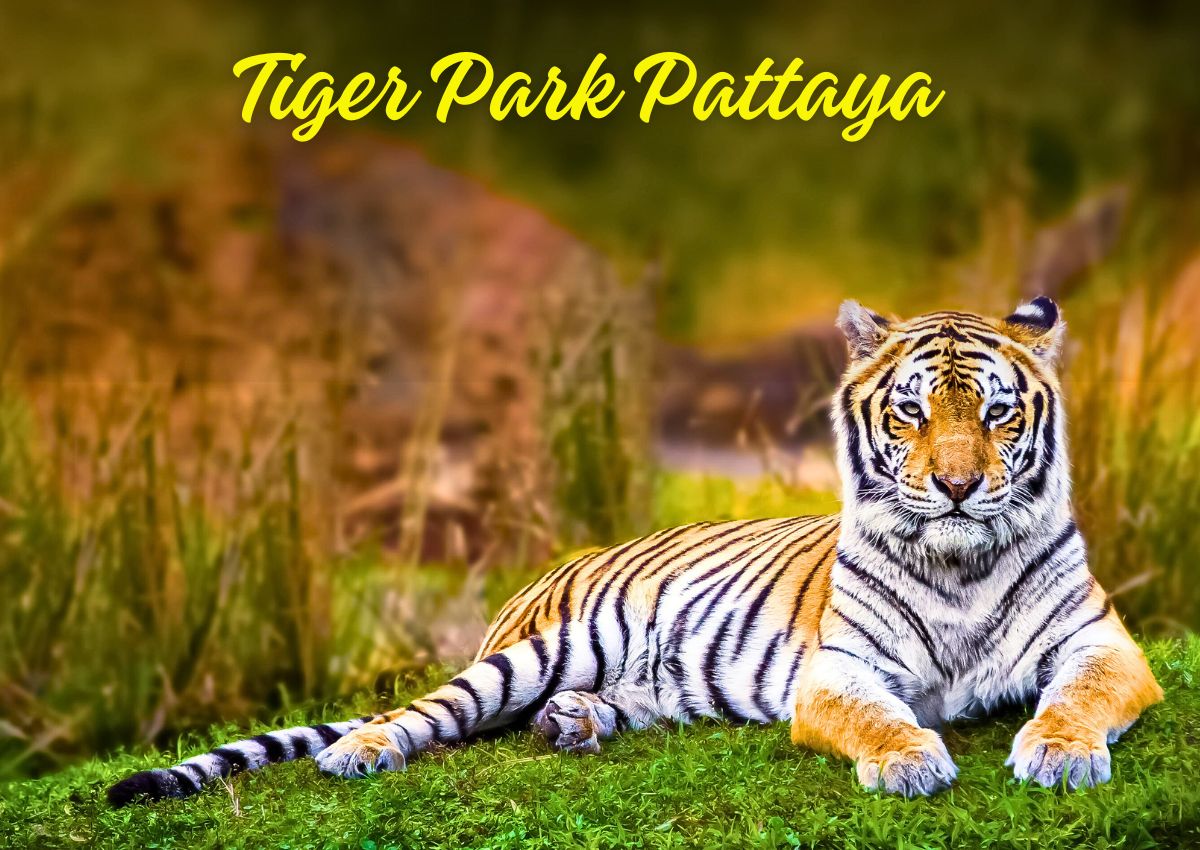 Tiger park pattaya tour